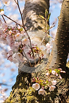 New growth of Cherry blossoms on the tree trunk