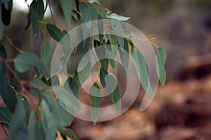 New growth on eucalypt, Wilpena Pound, SA, Australia