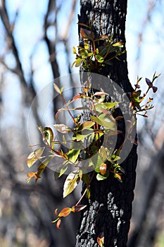 New growth on a Eucalyptus tree regenerating after a bushfire in NSW, Australia