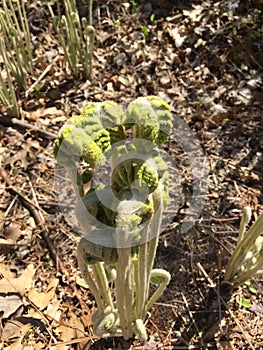 New growth of ferns in the forest