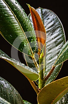 New growth on ficus elastica `abidjan`. photo