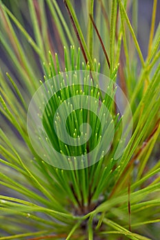 New growth of Florida Slash Pine - Pinus elliottii - in Everglades National Park