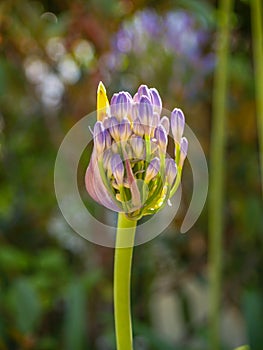 New growth in flower of agapanthus