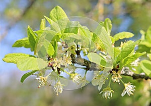 New growth on a fruit tree