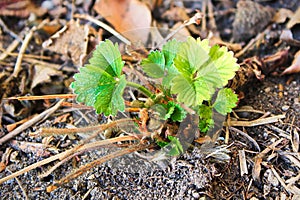 The new growth of green strawberry leaves in the spring
