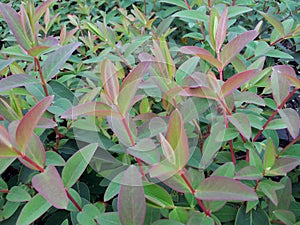 Hypericum patulum `Hidcote`