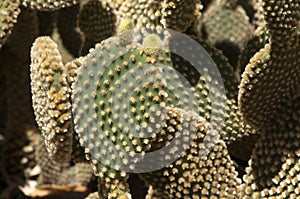 New growth on the leaf of an opuntia rufida cactus