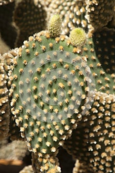 New growth on the leaf of an opuntia rufida cactus