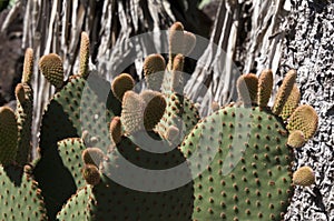 New growth on the leaves of an opuntia rufida cactus