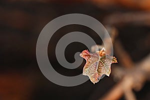 New Growth on Oak Leaf Hydrangea