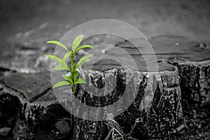 New growth from old concept. Recycled tree stump growing a new sprout or seedling. Aged old log with warm gray texture and rings.