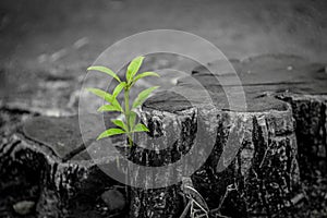 New growth from old concept. Recycled tree stump growing a new sprout or seedling. Aged old log with warm gray texture and rings.