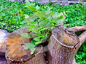 New growth From Old Tree Stumps