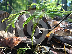 New Growth of plants in the woods.