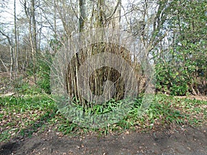 New growth protects the roots of a tree