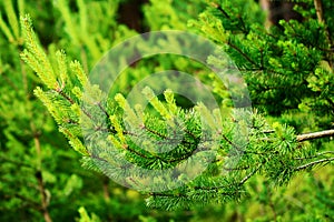 New growth on Scots or Scotch pine tree branch Pinus sylvestris.