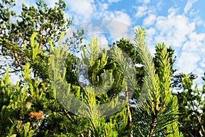 New growth on Scots or Scotch pine trees Pinus sylvestris against sky.