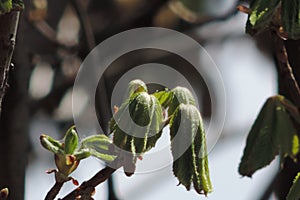New growth of spring leaves in spotlight