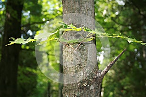 New growth on tree