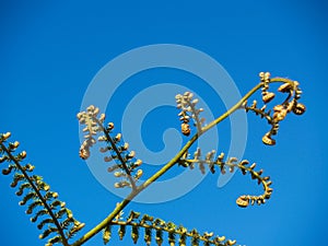 New growth, tree fern frond.