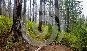 New Growth in Wild Fire Damaged Forest on The Multnomah-Wahkeena Loop Trail,