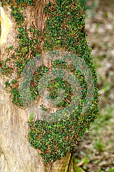 New growth on Yew