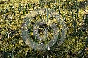 New growth of young daffodil sprouts in park in sunny spring day