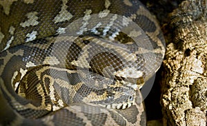 New Guinea carpet python 1