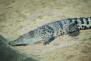 New Guinea crocodile