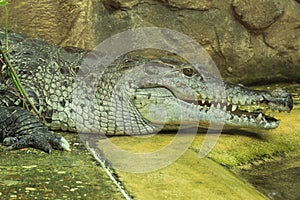 New guinea crocodile