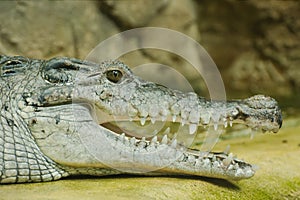 New Guinea crocodile head