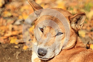 New Guinea dingo