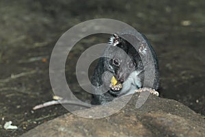 New Guinea ground cuscus