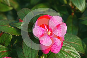 New Guinea Impatiens