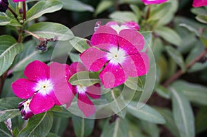New Guinea Impatiens flowers