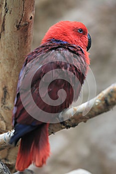 New Guinea red-sided eclectus parrot