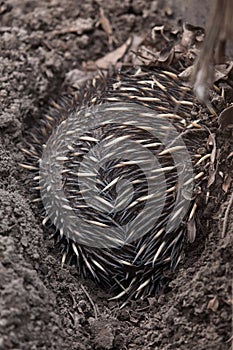 New Guinea short-beaked echidna