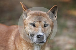 New Guinea singing dog