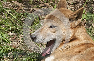 New Guinea Singing Dog