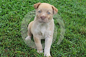 New Guinea Singing Dog mixed breed puppy sitting