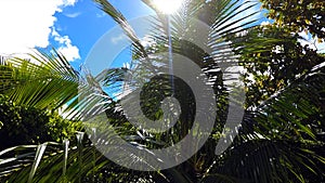 New Guinea: tropical jungle and sky