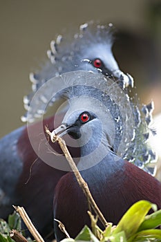 New Guinea victoria crowned pigeon (Goura victoria)