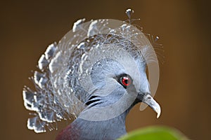 New Guinea victoria crowned pigeon (Goura victoria)