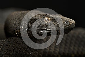 New Guinea Viper Boa (Candoia aspera)