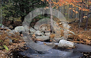 New Hampshire Brook In Fall photo