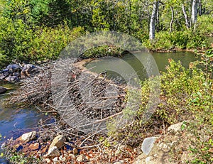 New Hampshire Mountain Beaver Pond