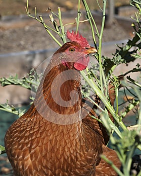 New Hampshire Red Chicken