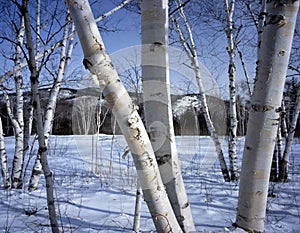 New Hampshire; White birch trees in winter