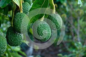 New harvest on avocado trees plantations on La Palma island, Canary islands, Spain