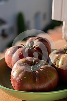 New harvest of big raddish-purple heirloom tomatoes Black Crimea